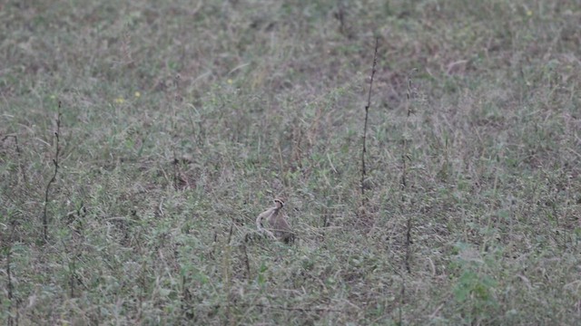 Temminckrennvogel - ML637648715