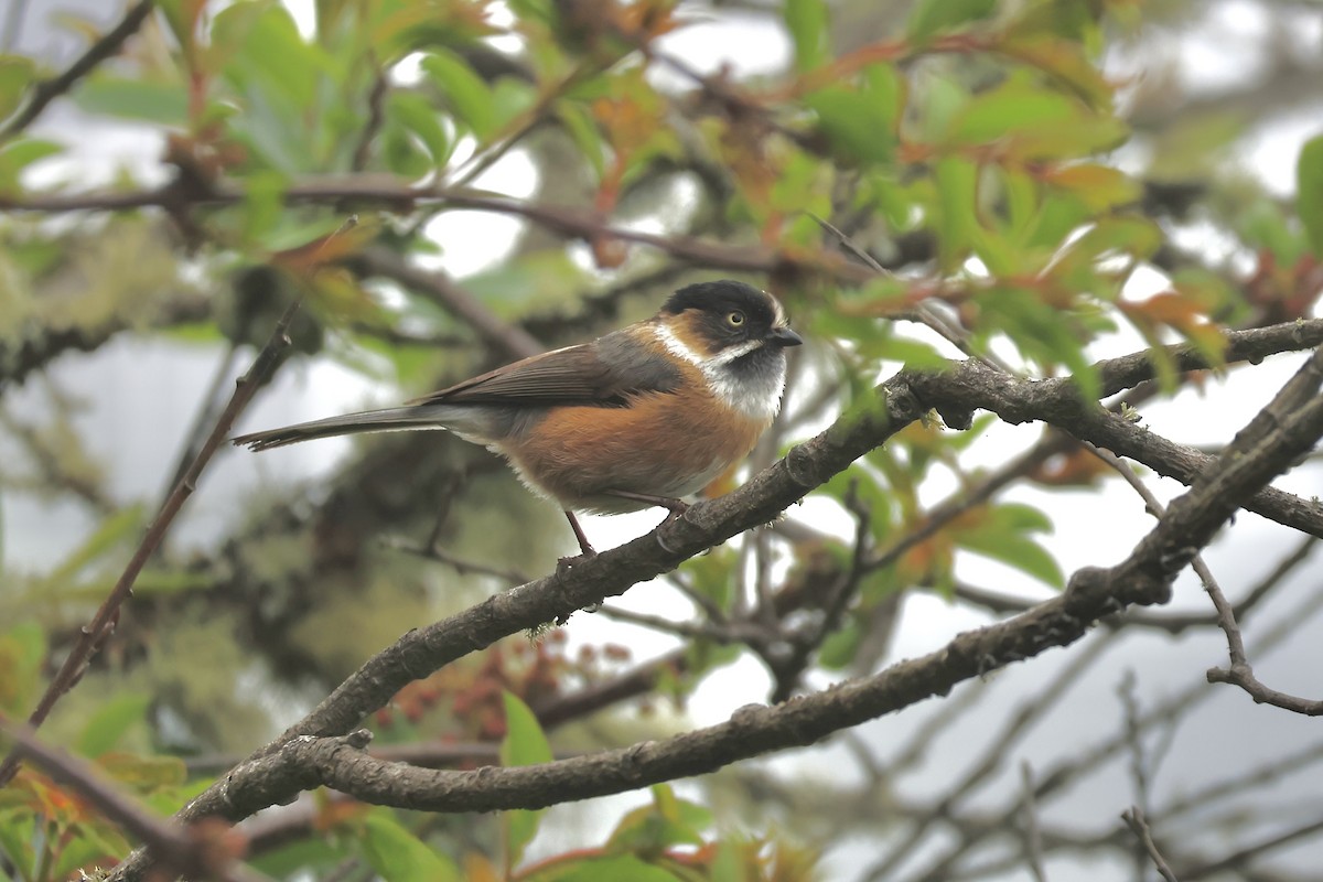 ヤマガラモドキ（bonvaloti／obscuratus） - ML637648723
