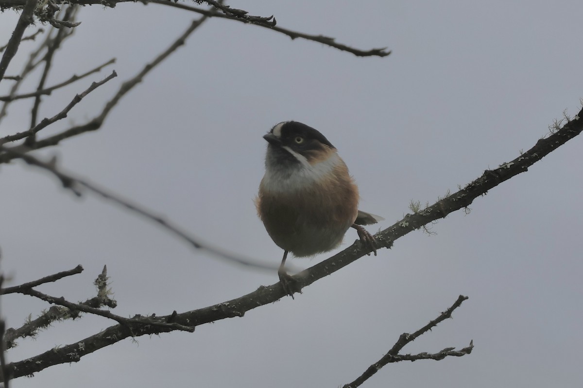 ヤマガラモドキ（bonvaloti／obscuratus） - ML637648726