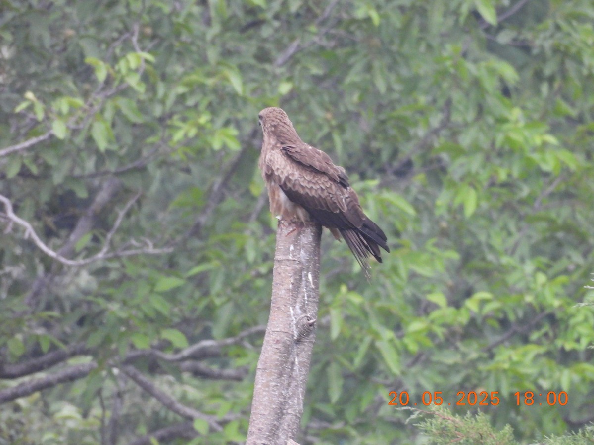 Black Kite - ML637648773