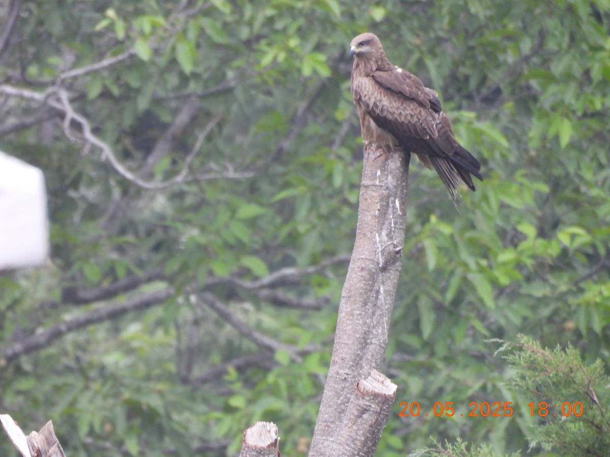 Black Kite - ML637648774