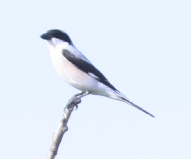 Lesser Gray Shrike - ML637648781