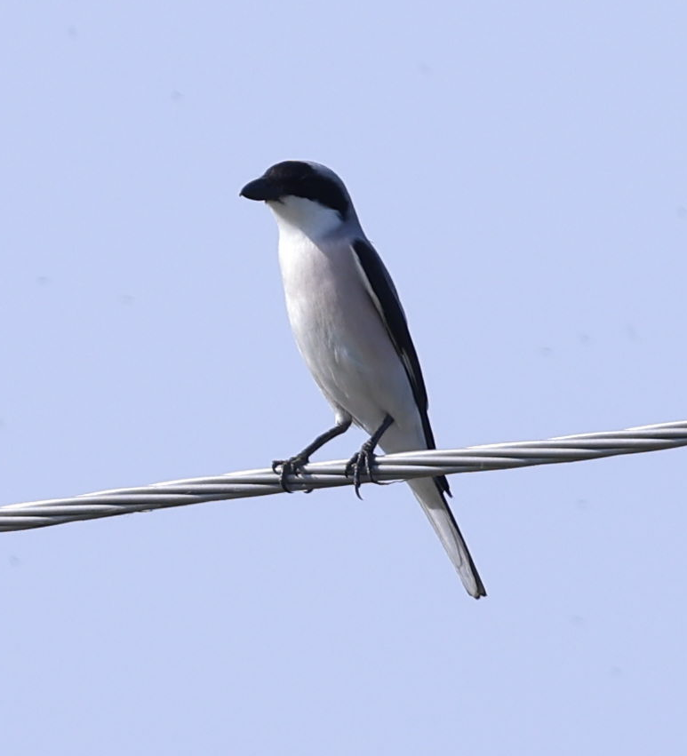 Lesser Gray Shrike - ML637648782