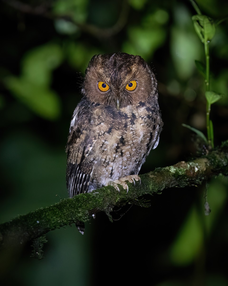 Cava İshakkuşu - ML637648822