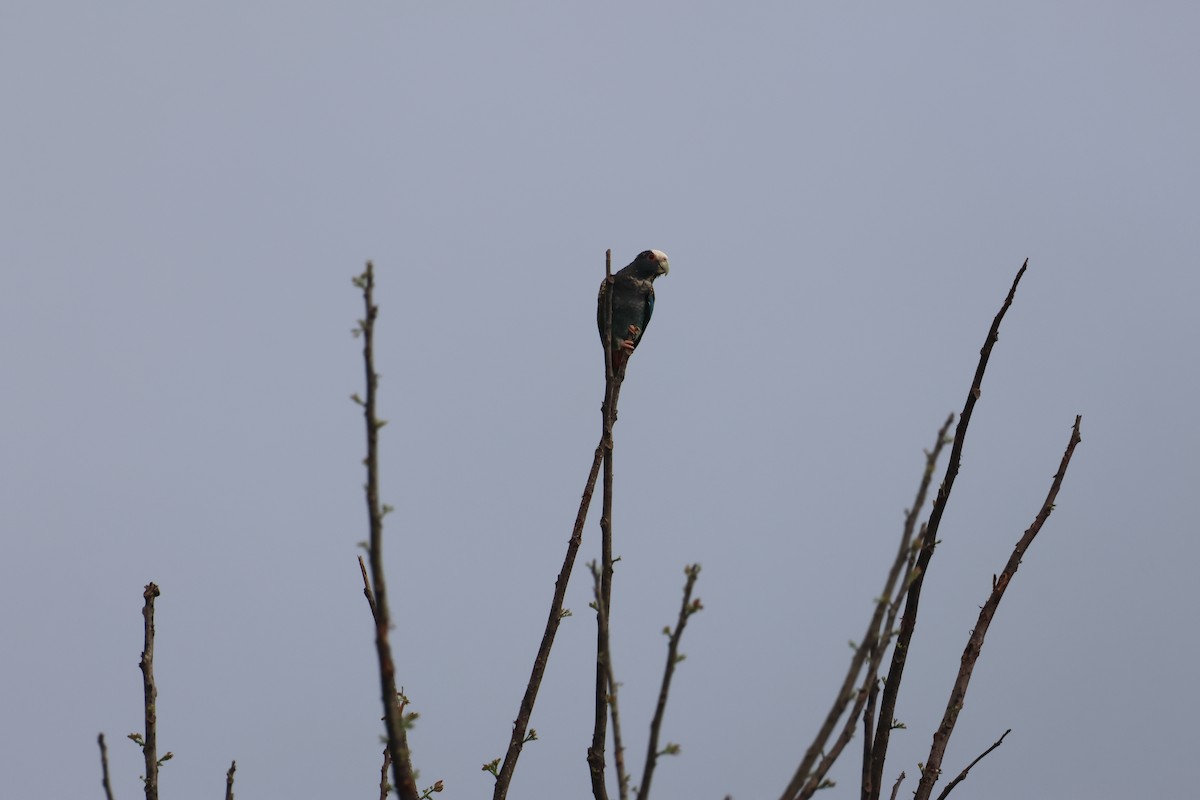 White-crowned Parrot - ML637648842
