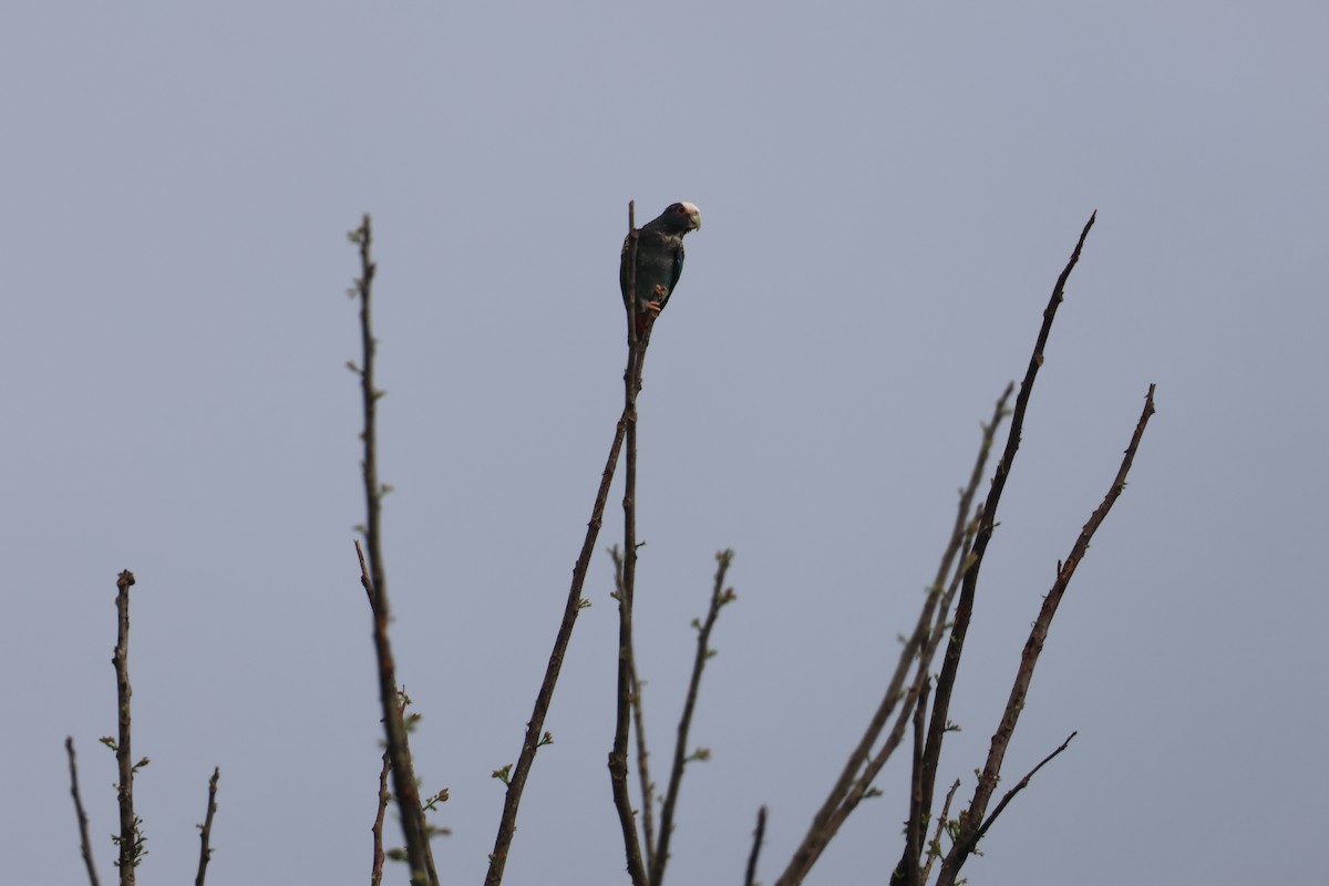 White-crowned Parrot - ML637648843