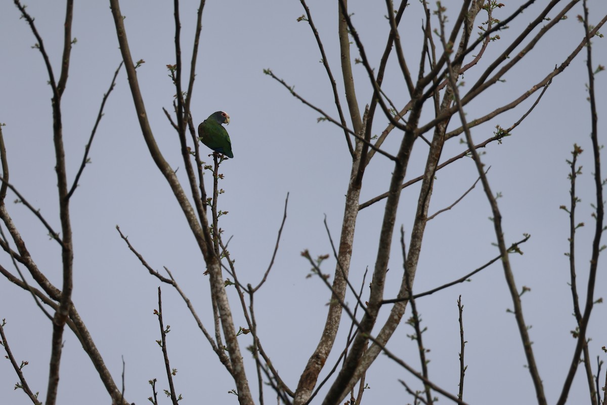 White-crowned Parrot - ML637648845