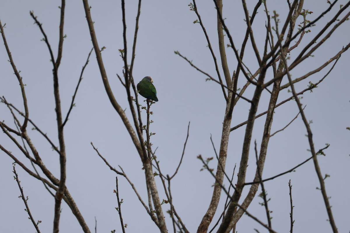 White-crowned Parrot - ML637648846