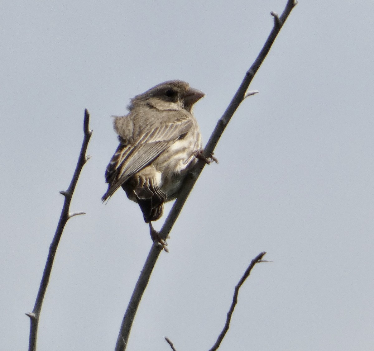 finch sp. - ML637648880