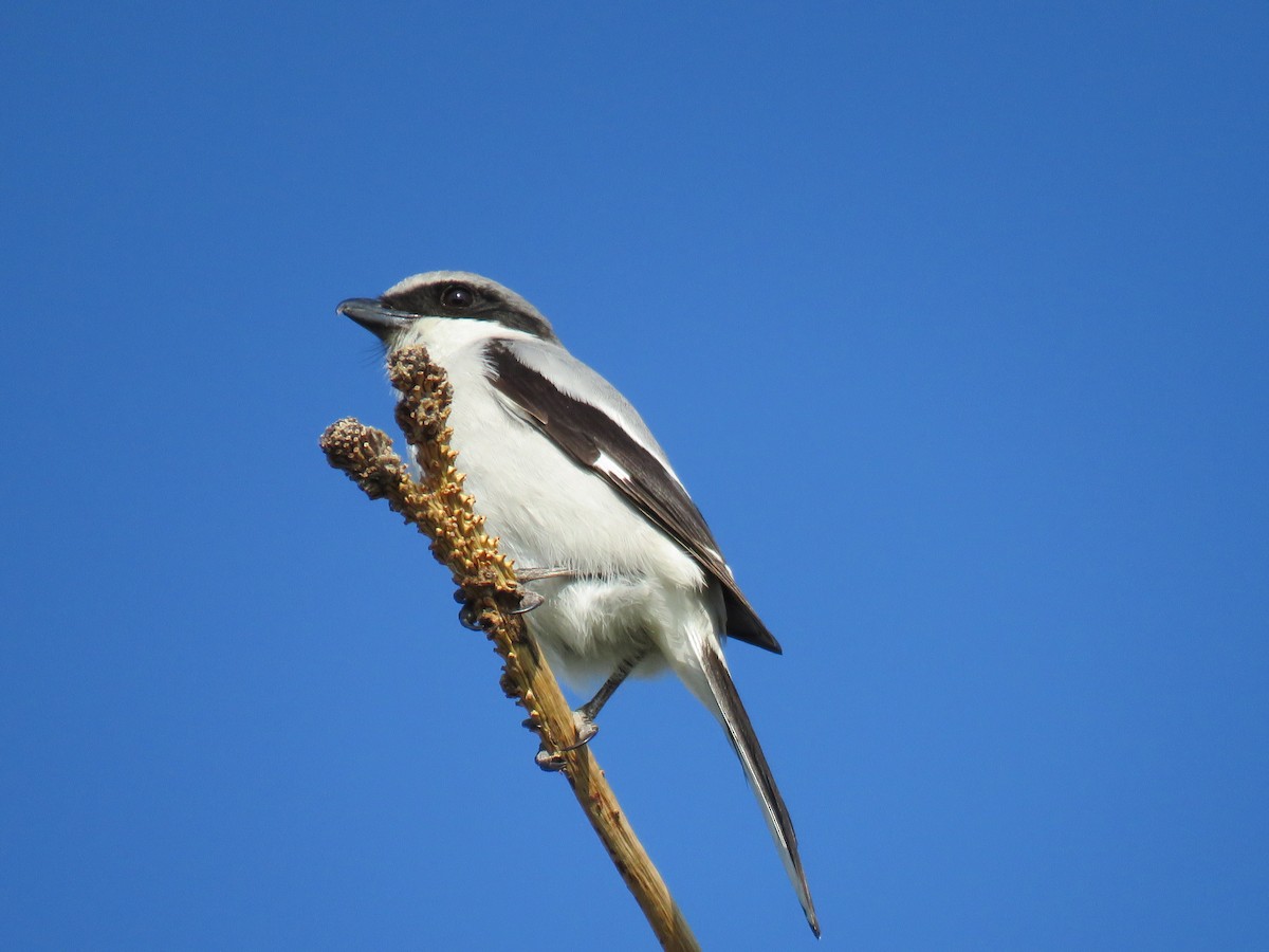 Loggerhead Shrike - ML637648882