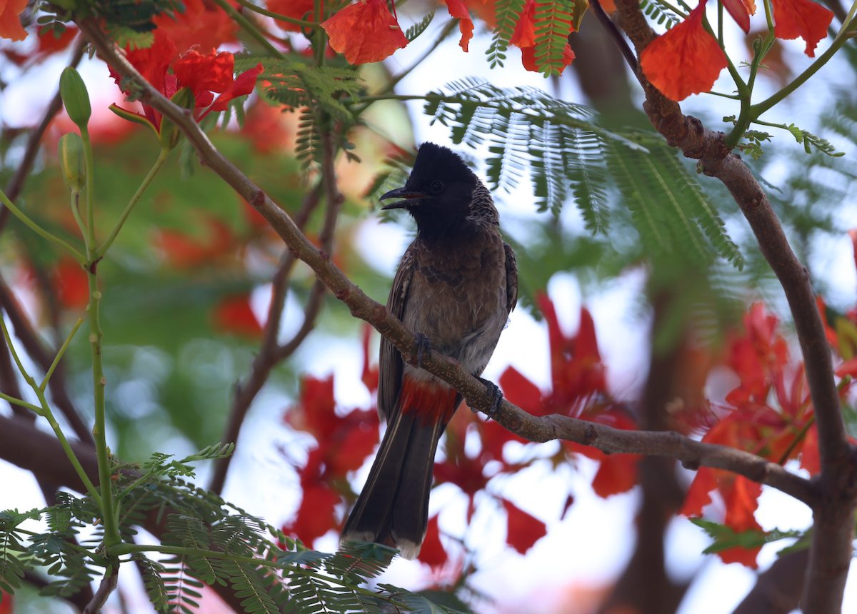 Red-vented Bulbul - ML637648924