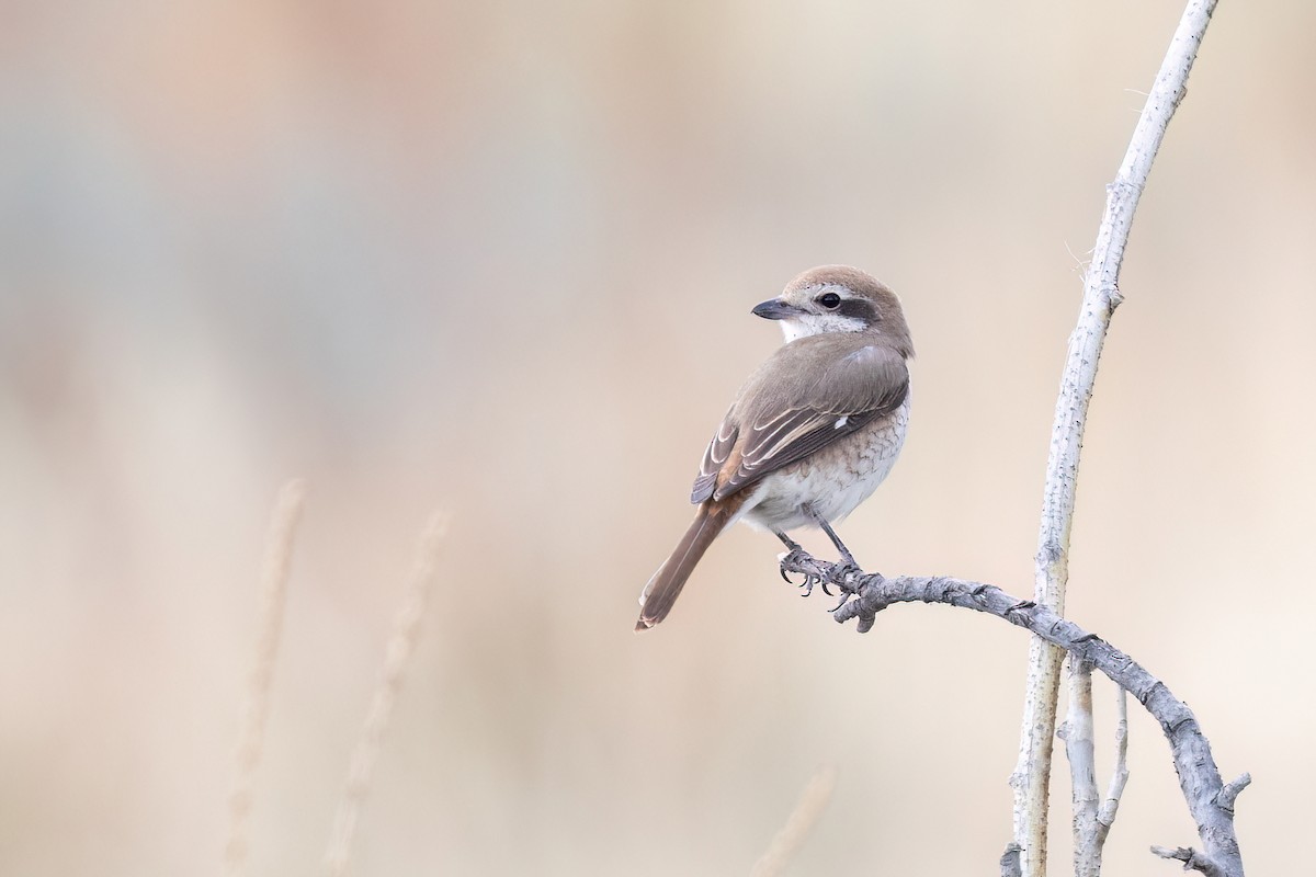 Red-tailed Shrike - ML637648952
