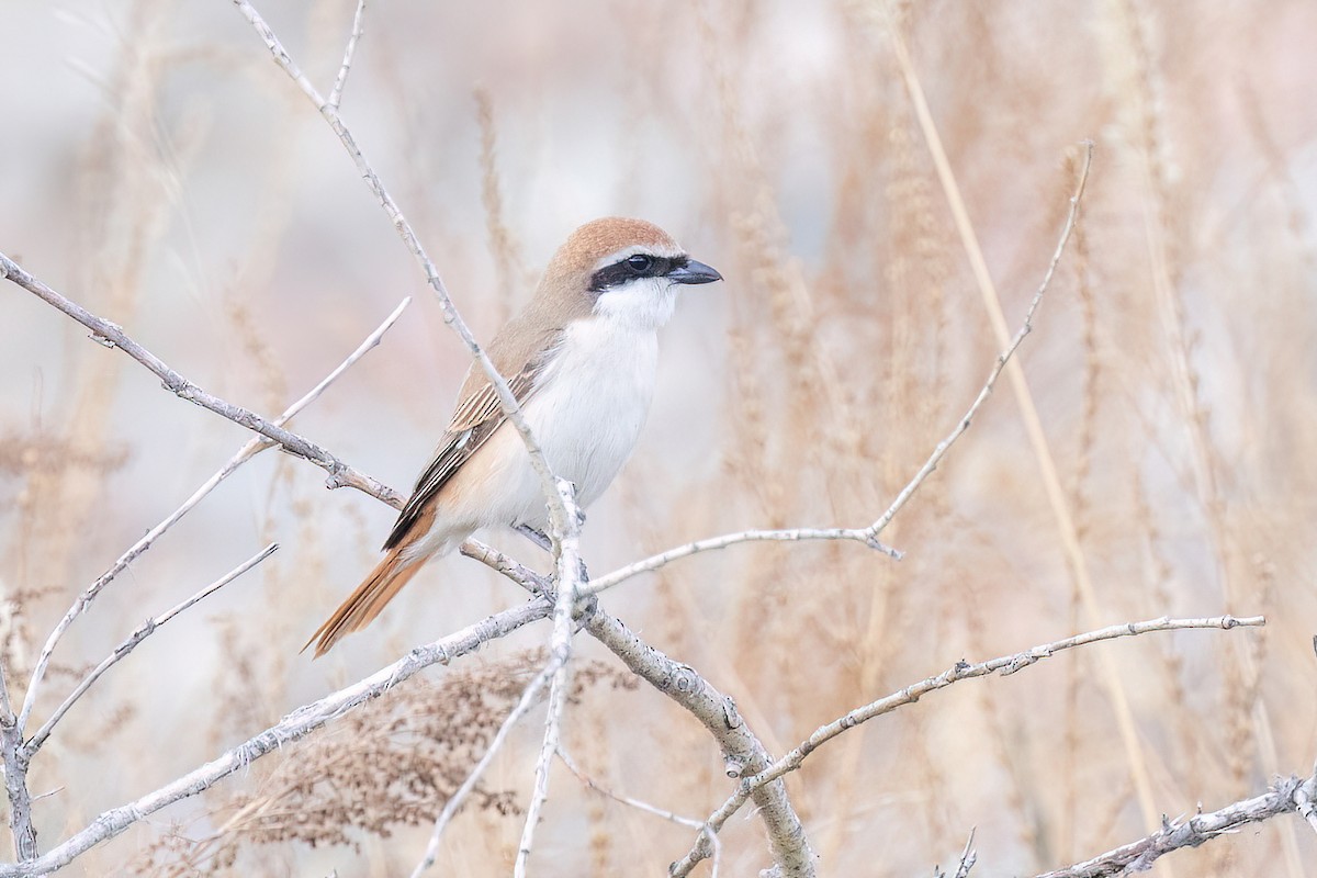 Red-tailed Shrike - ML637648953
