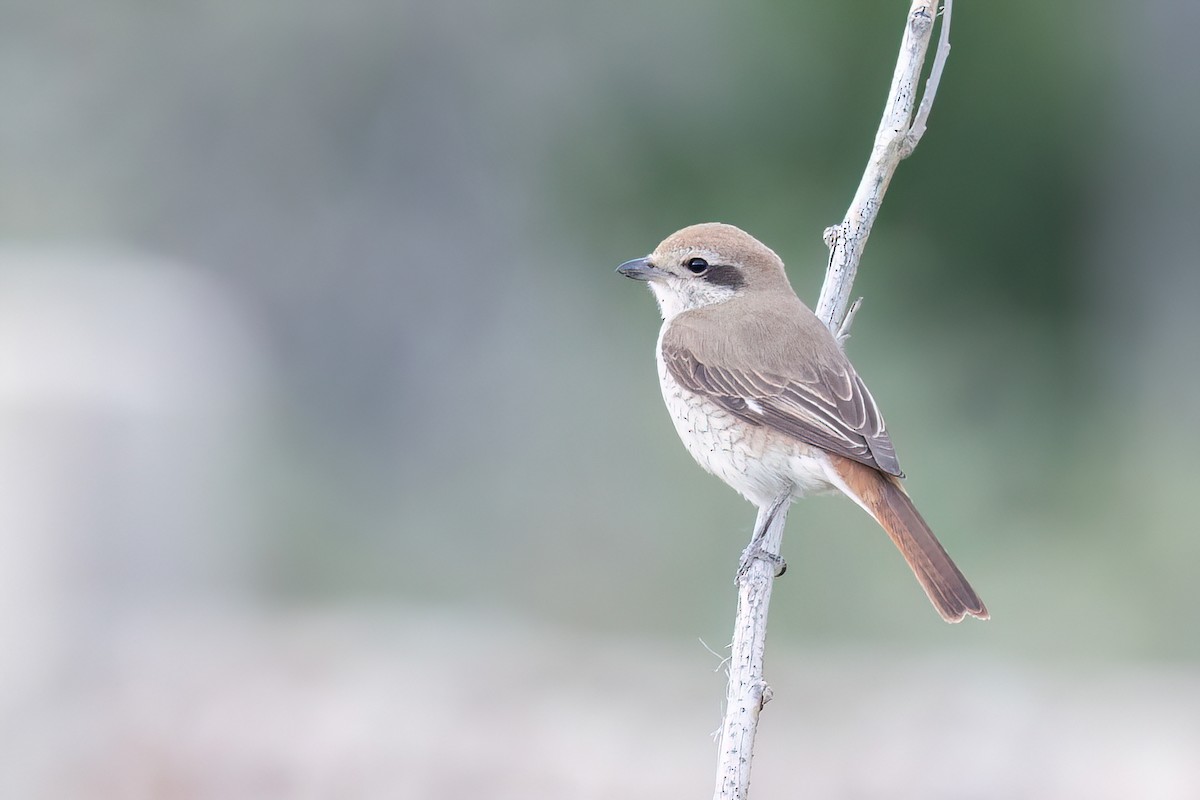 Red-tailed Shrike - ML637648954