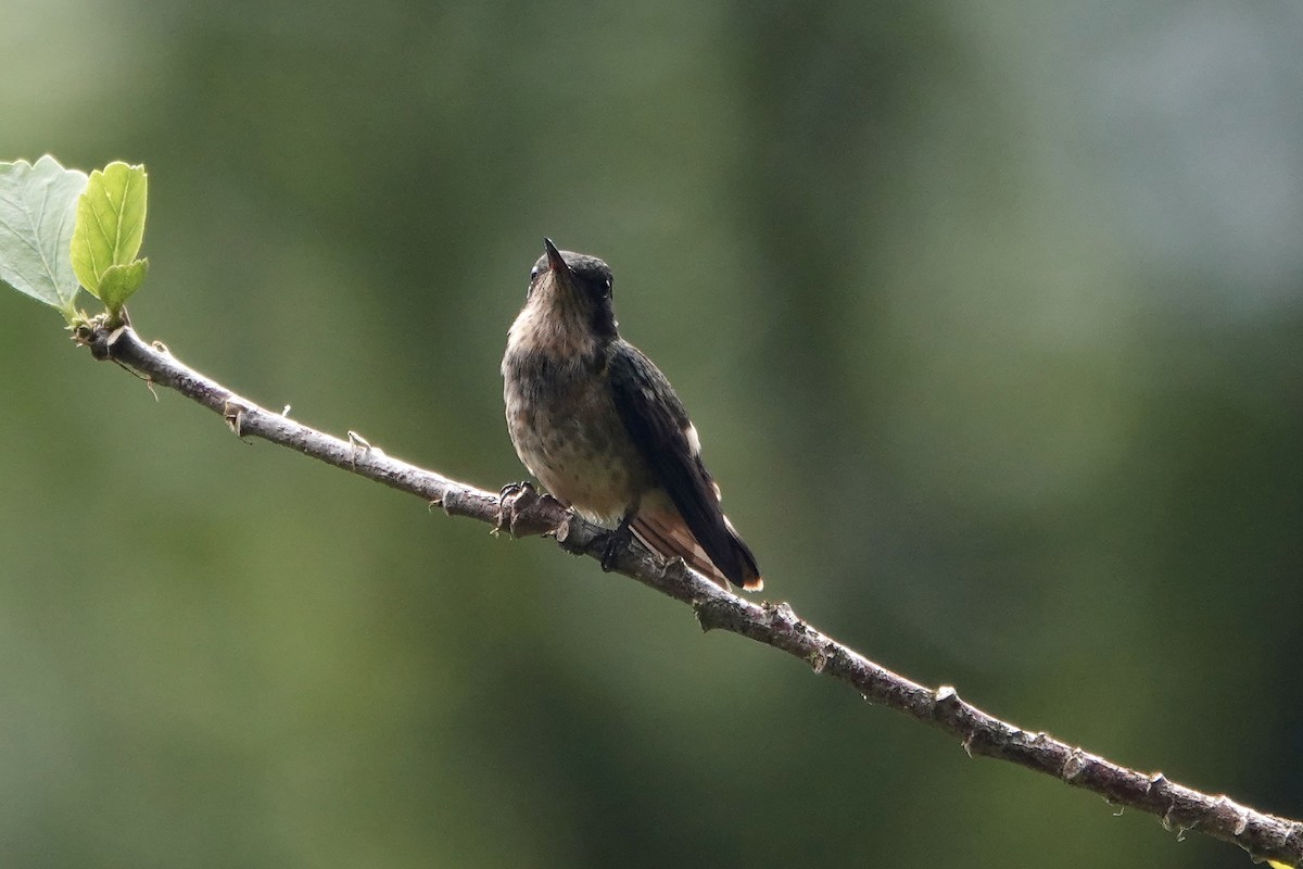 Black-crested Coquette - ML637648964