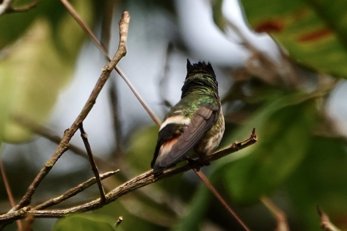 Black-crested Coquette - ML637648969