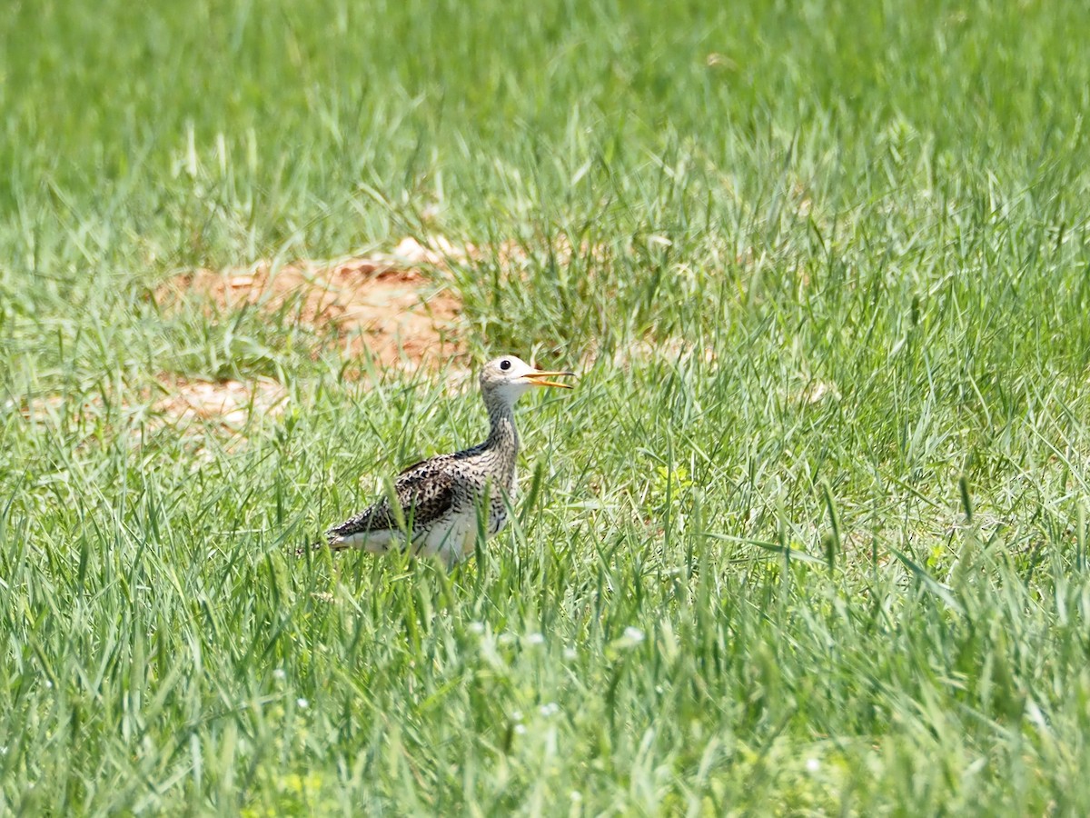 Upland Sandpiper - ML637648972