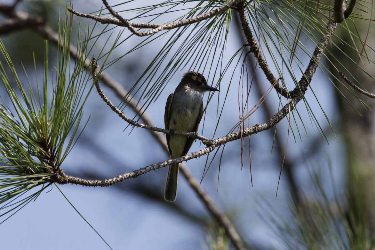 La Sagra's Flycatcher - ML637648974