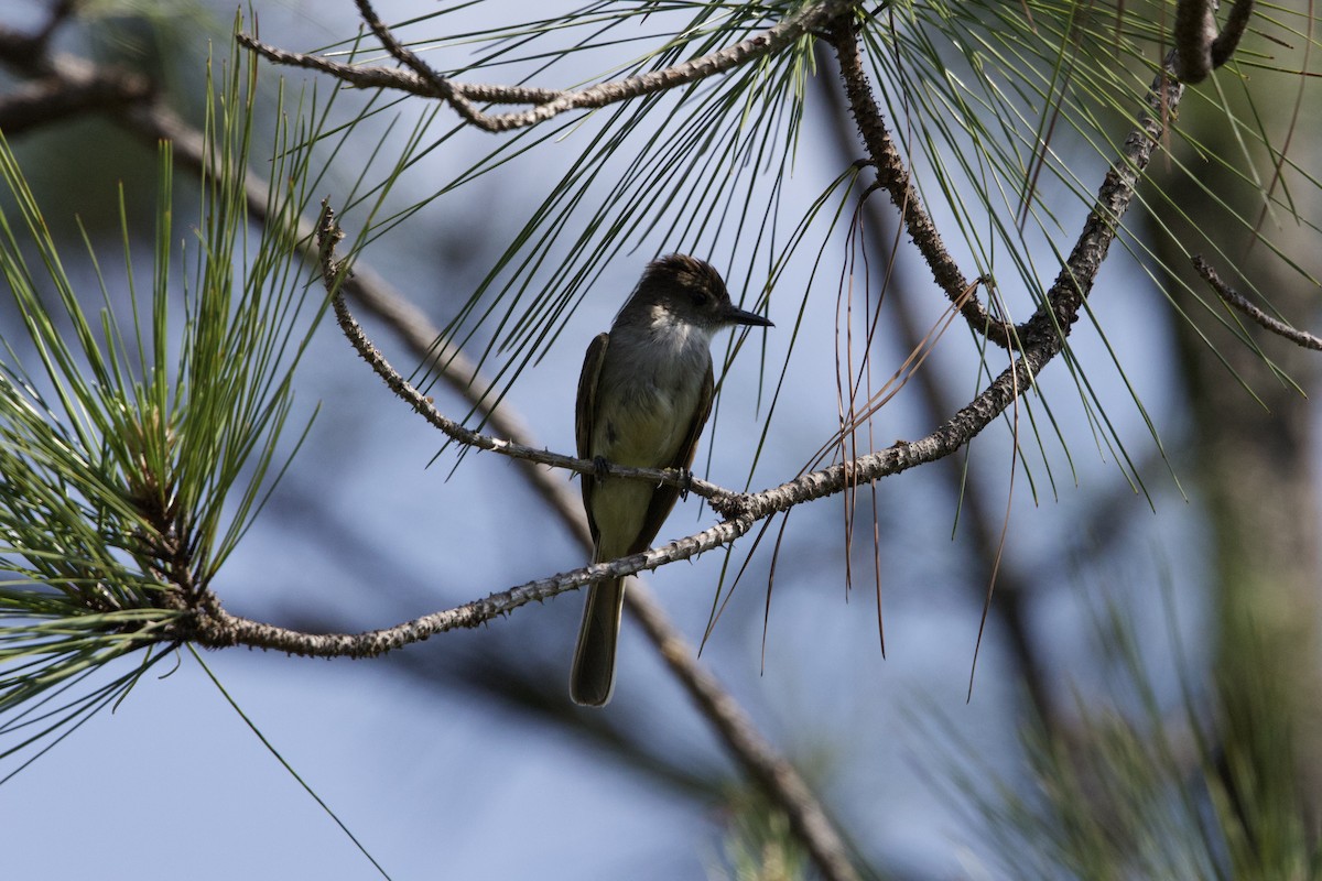 La Sagra's Flycatcher - ML637648975