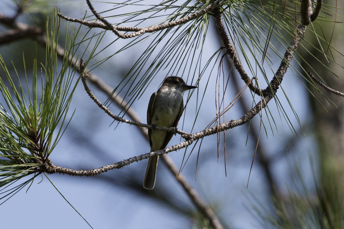 La Sagra's Flycatcher - ML637648976