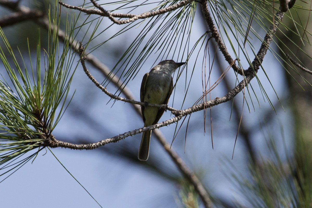 La Sagra's Flycatcher - ML637648977