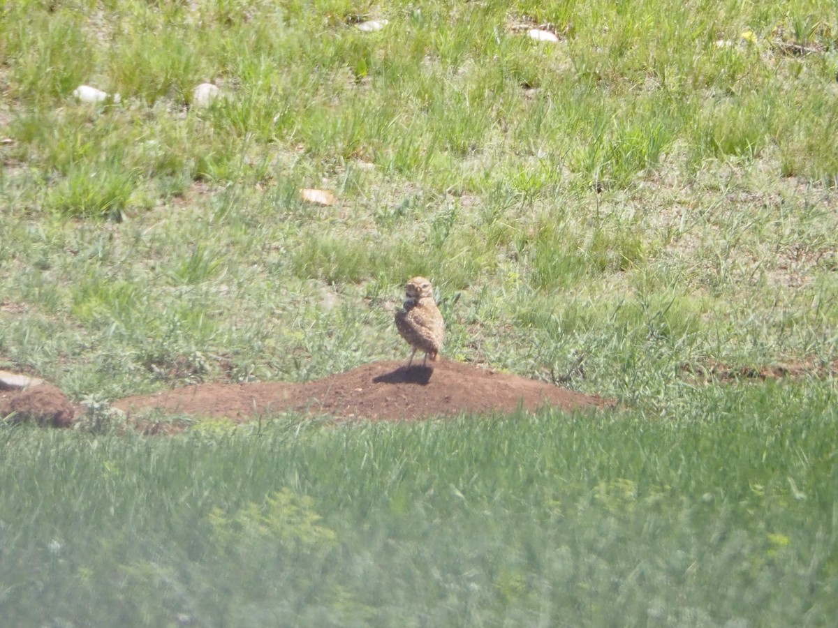 Burrowing Owl - ML637648984