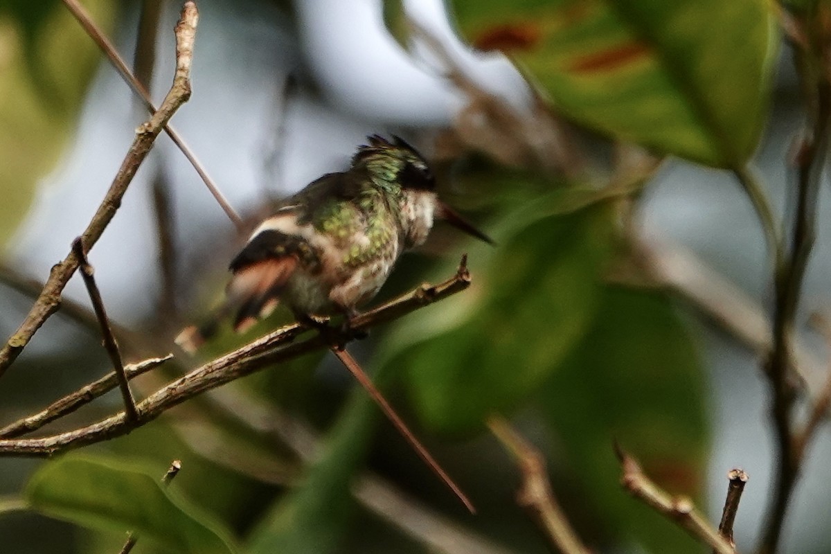 Black-crested Coquette - ML637649011