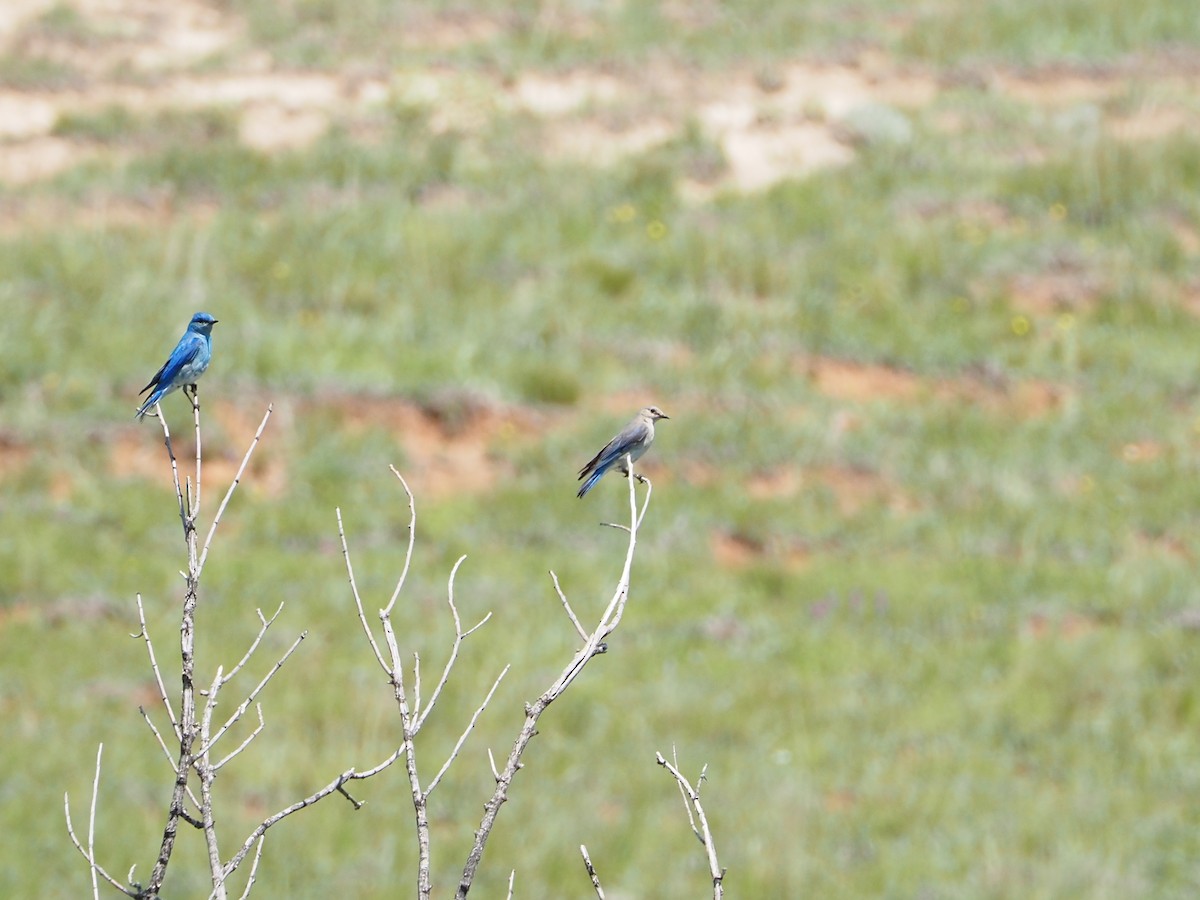 Mountain Bluebird - ML637649014