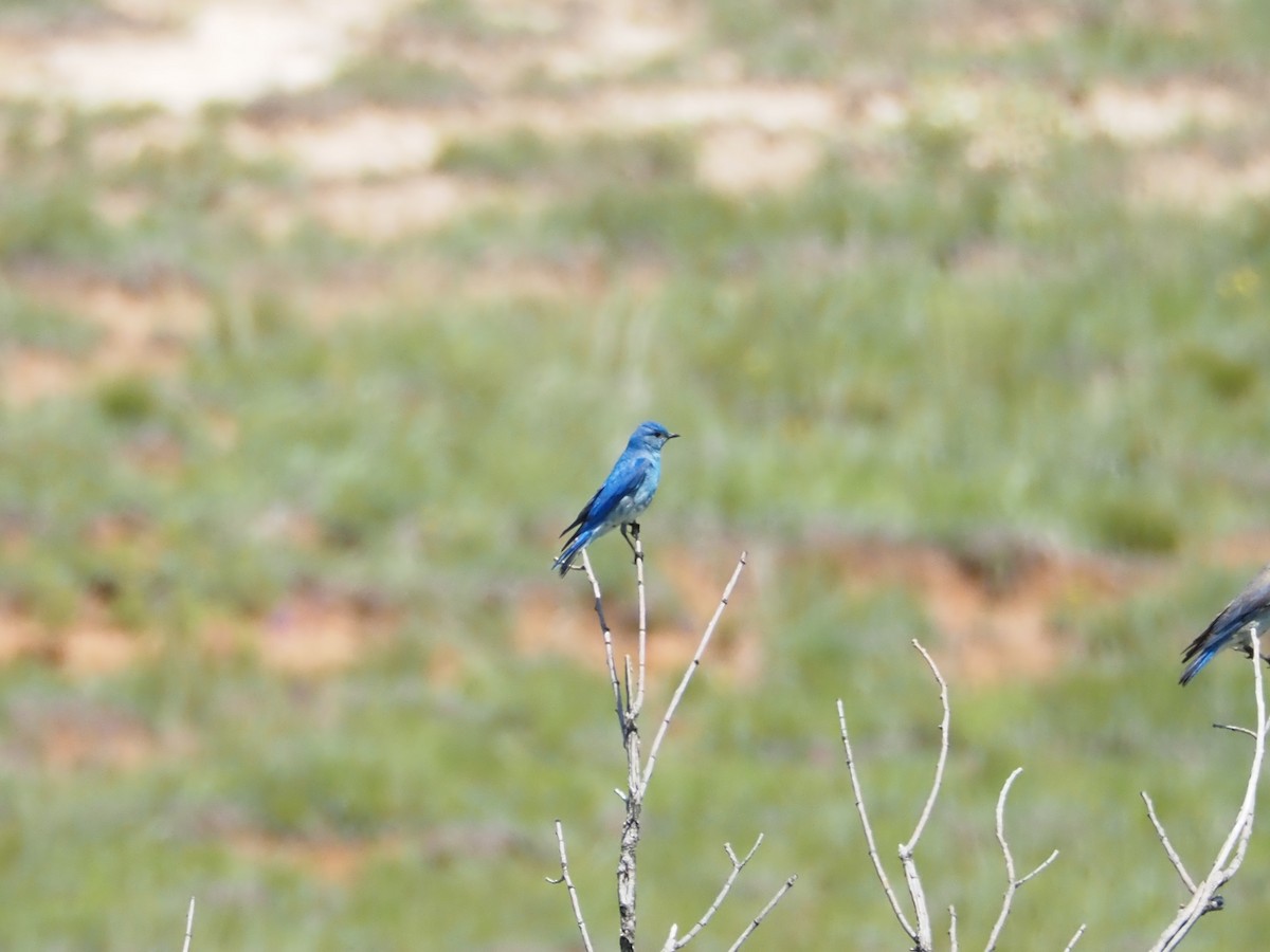 Mountain Bluebird - ML637649016