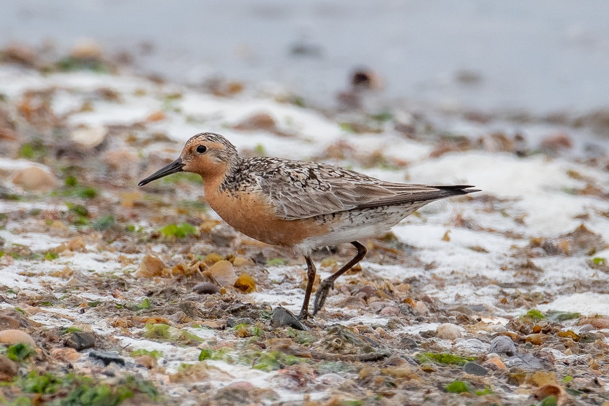 Red Knot - ML637649040