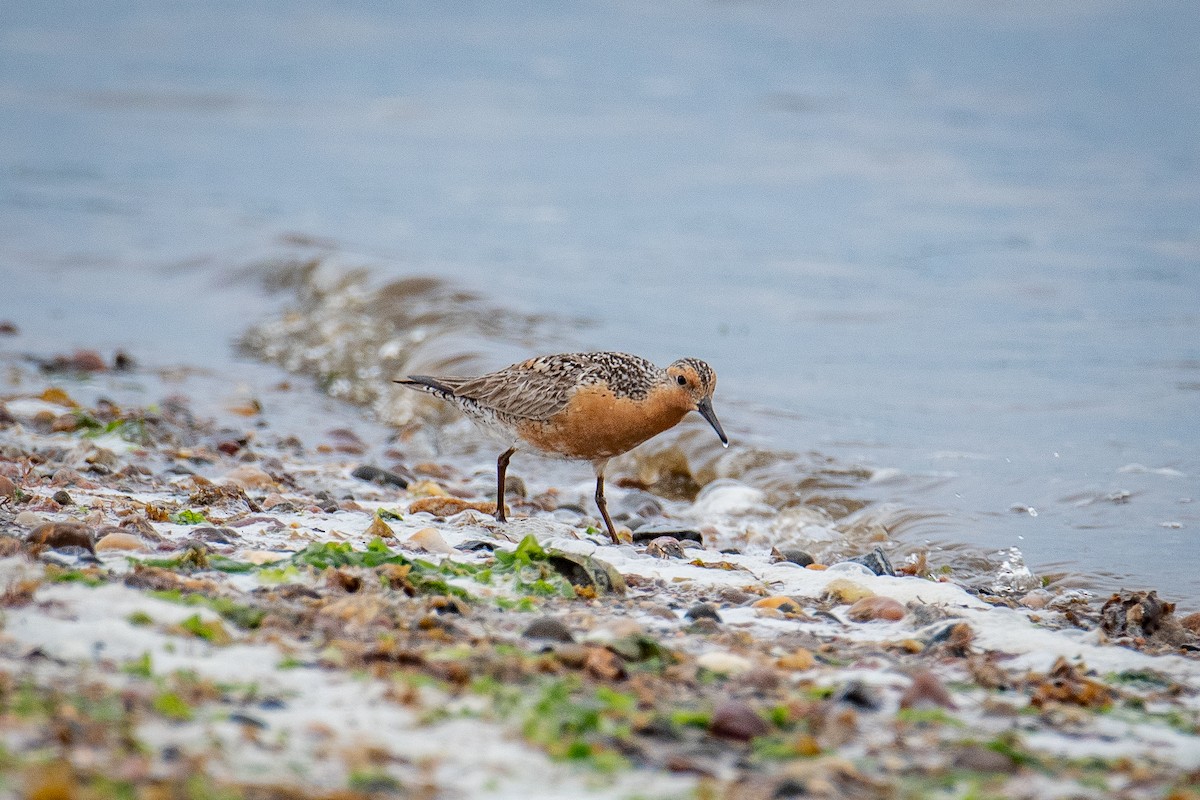 Red Knot - ML637649041