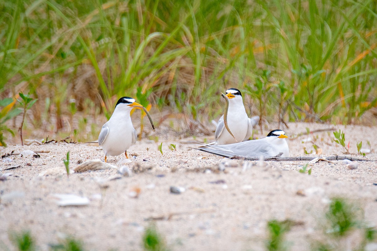 Least Tern - ML637649053