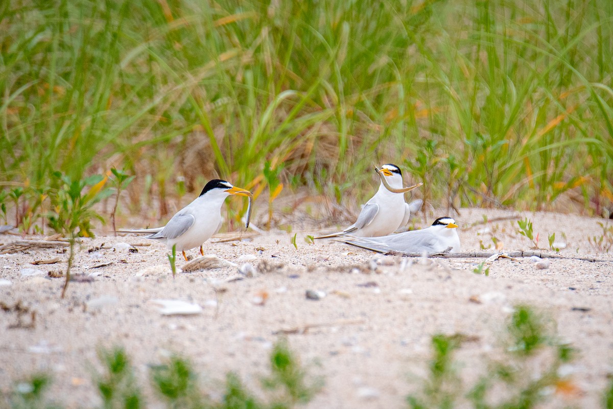 Least Tern - ML637649054