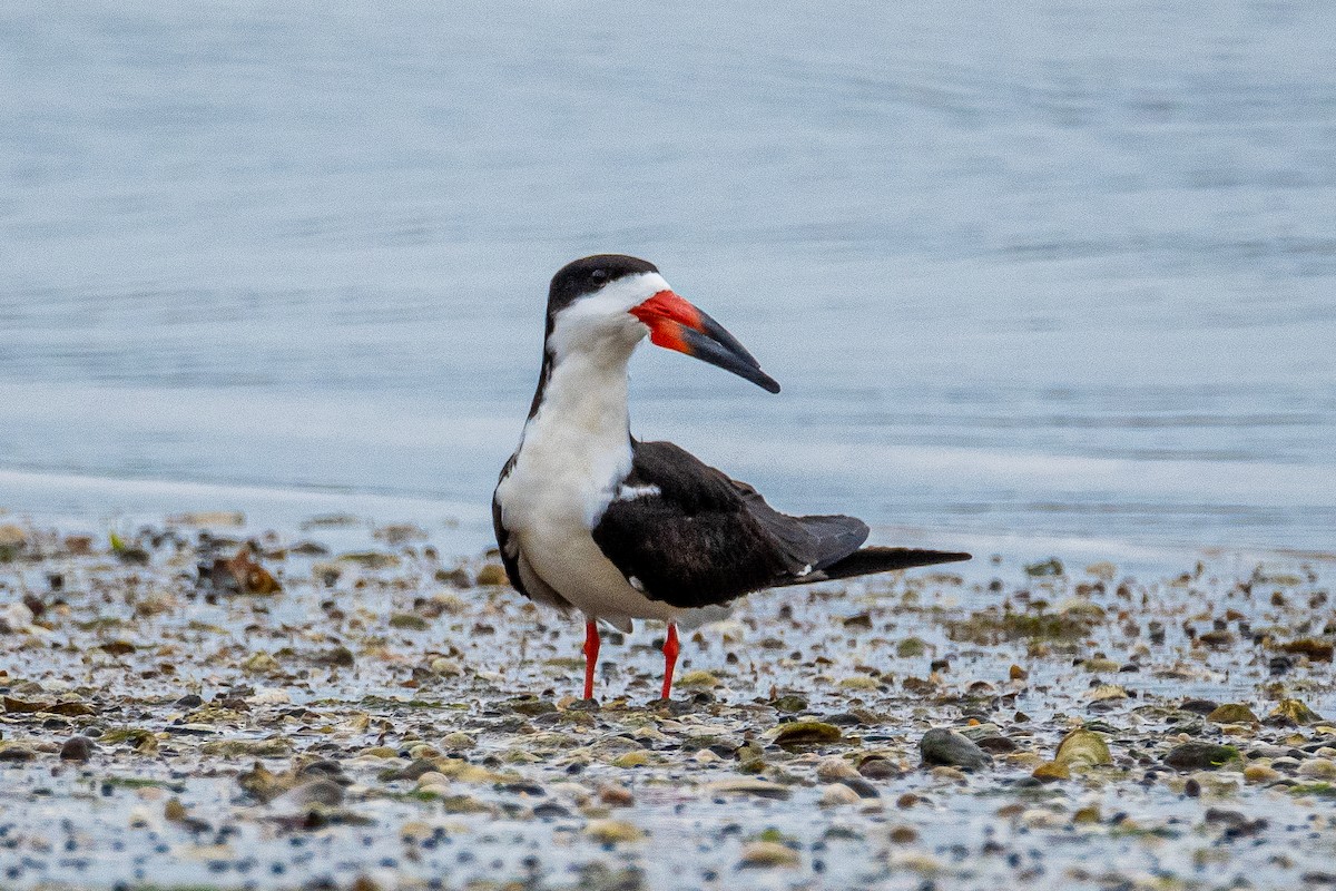 Black Skimmer - ML637649067
