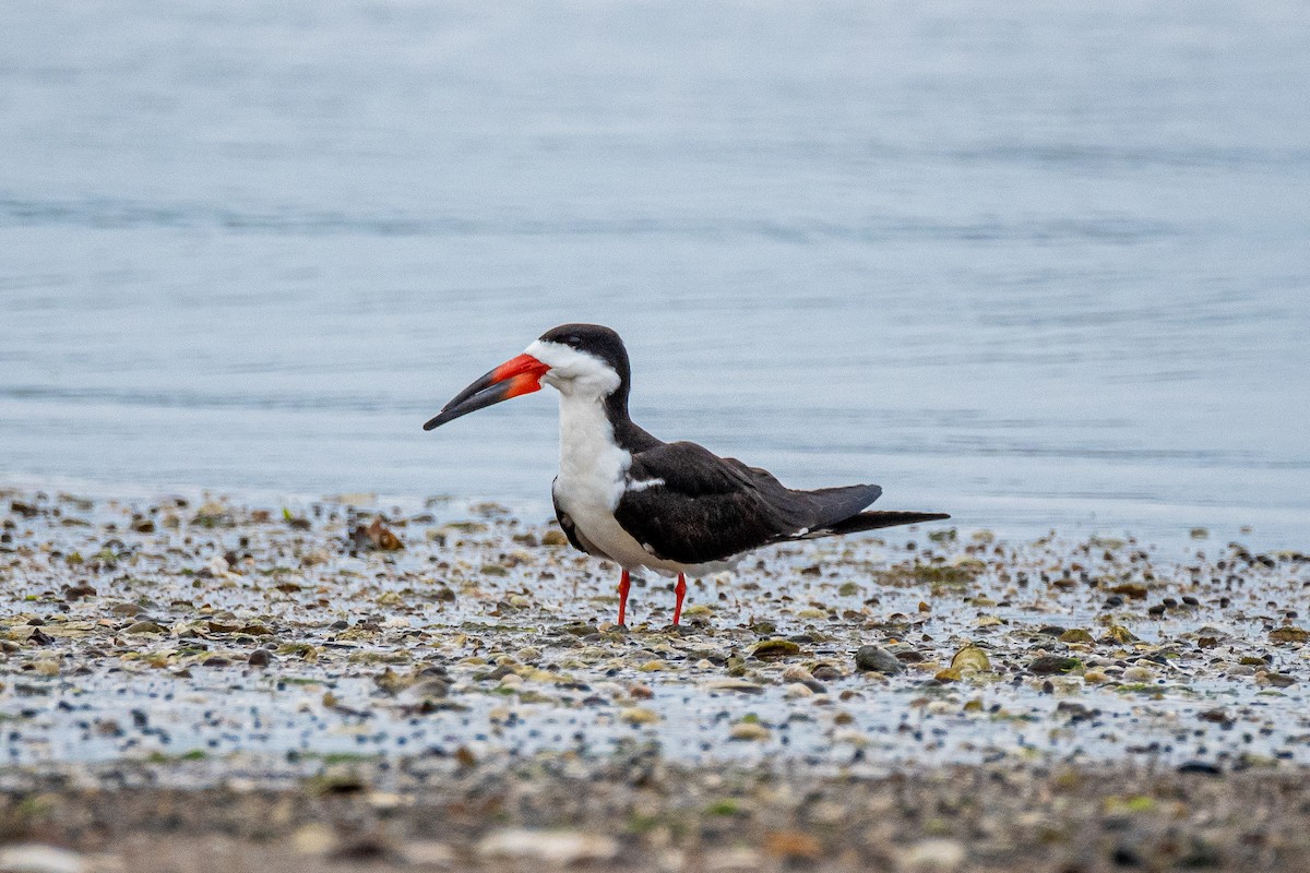 Black Skimmer - ML637649068