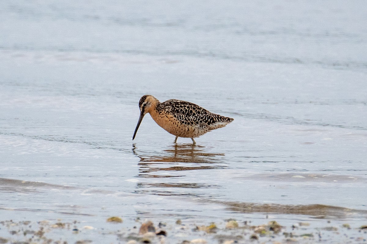 Short-billed Dowitcher - ML637649075