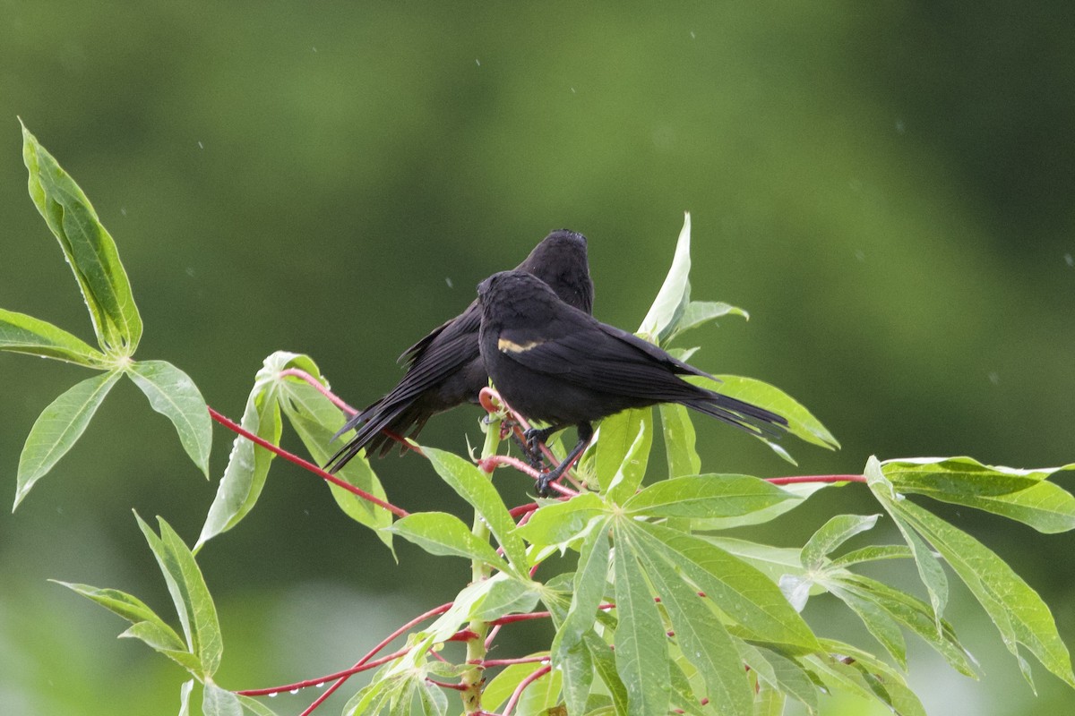 Tawny-shouldered Blackbird - ML637649084