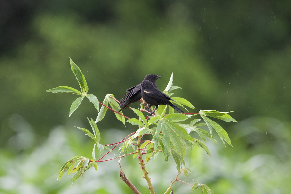 Tawny-shouldered Blackbird - ML637649085