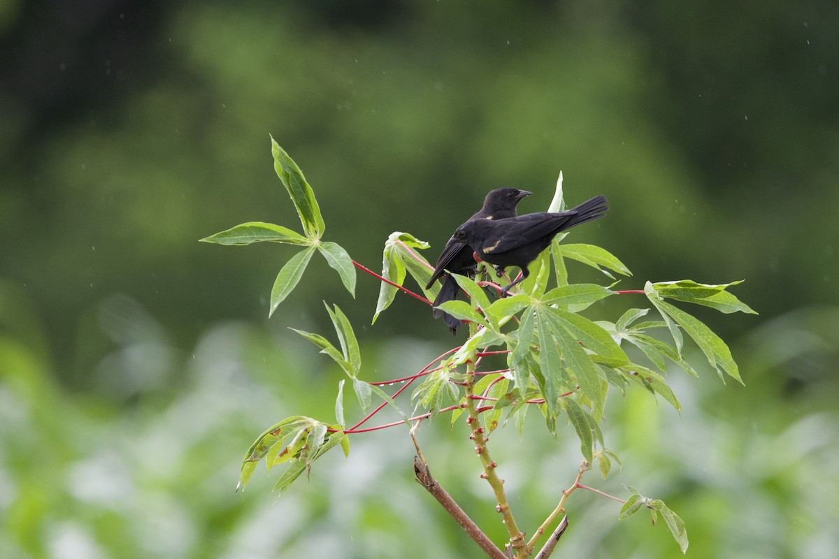Tawny-shouldered Blackbird - ML637649086