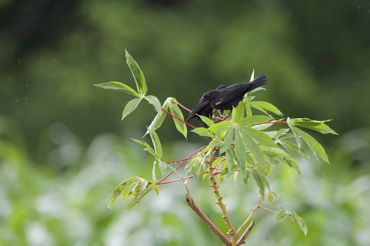Tawny-shouldered Blackbird - ML637649087