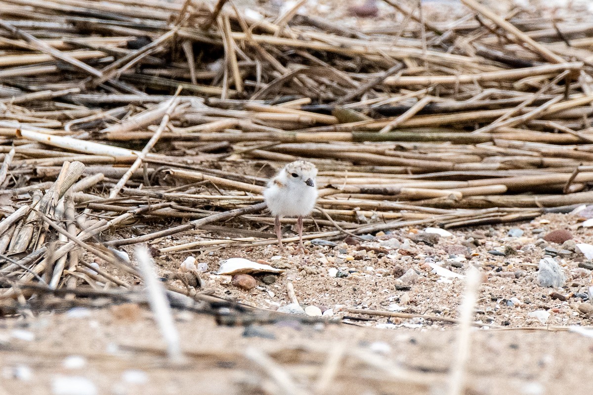 Piping Plover - ML637649088