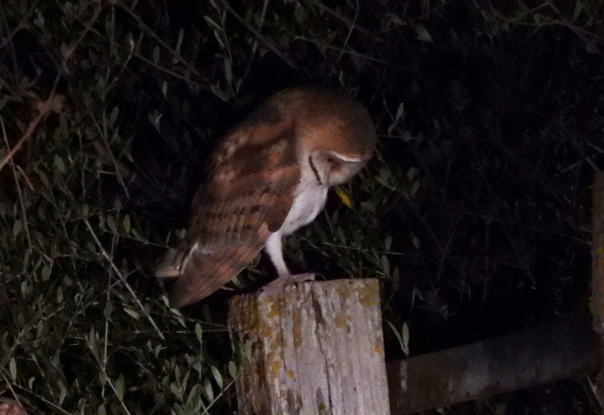 Western Barn Owl - ML637649093