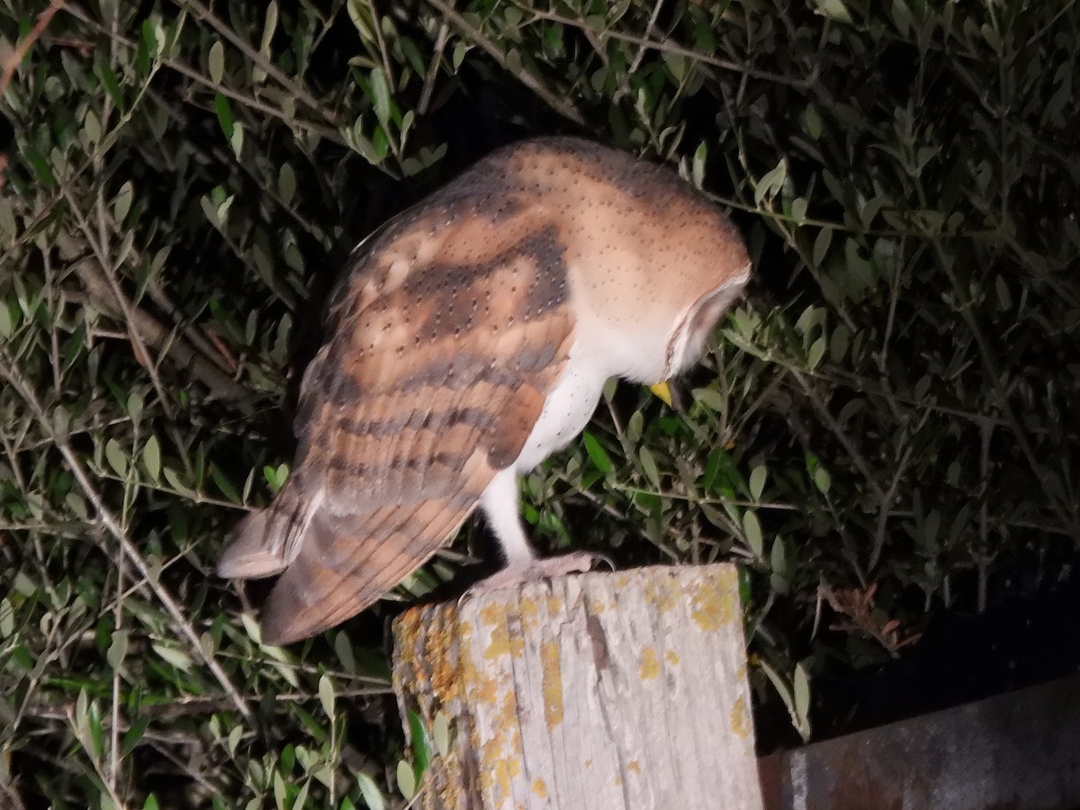 Western Barn Owl - ML637649094
