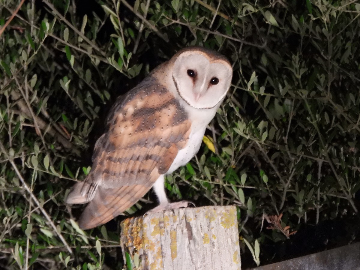 Western Barn Owl - ML637649096