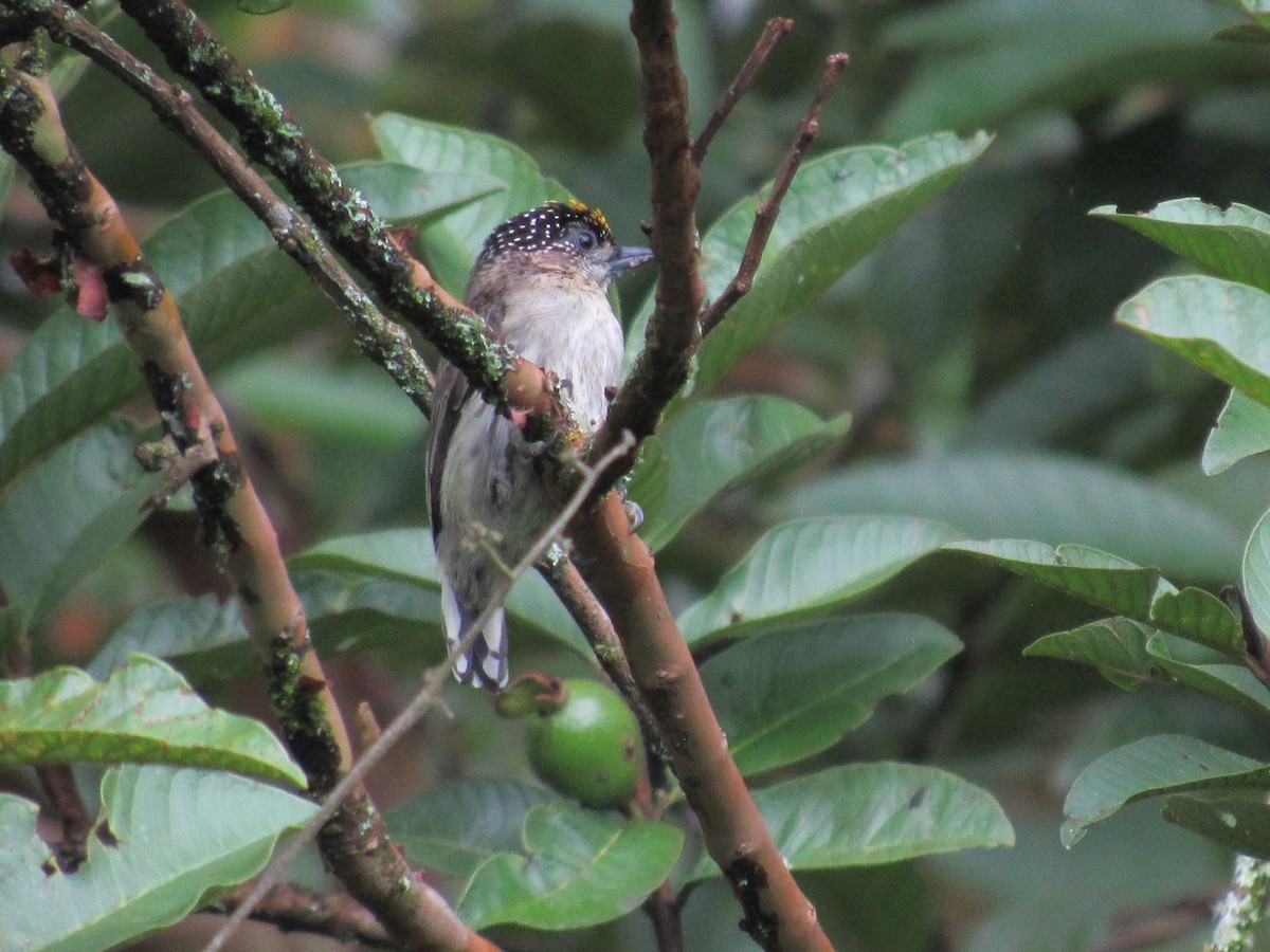 Grayish Piculet - ML637649101