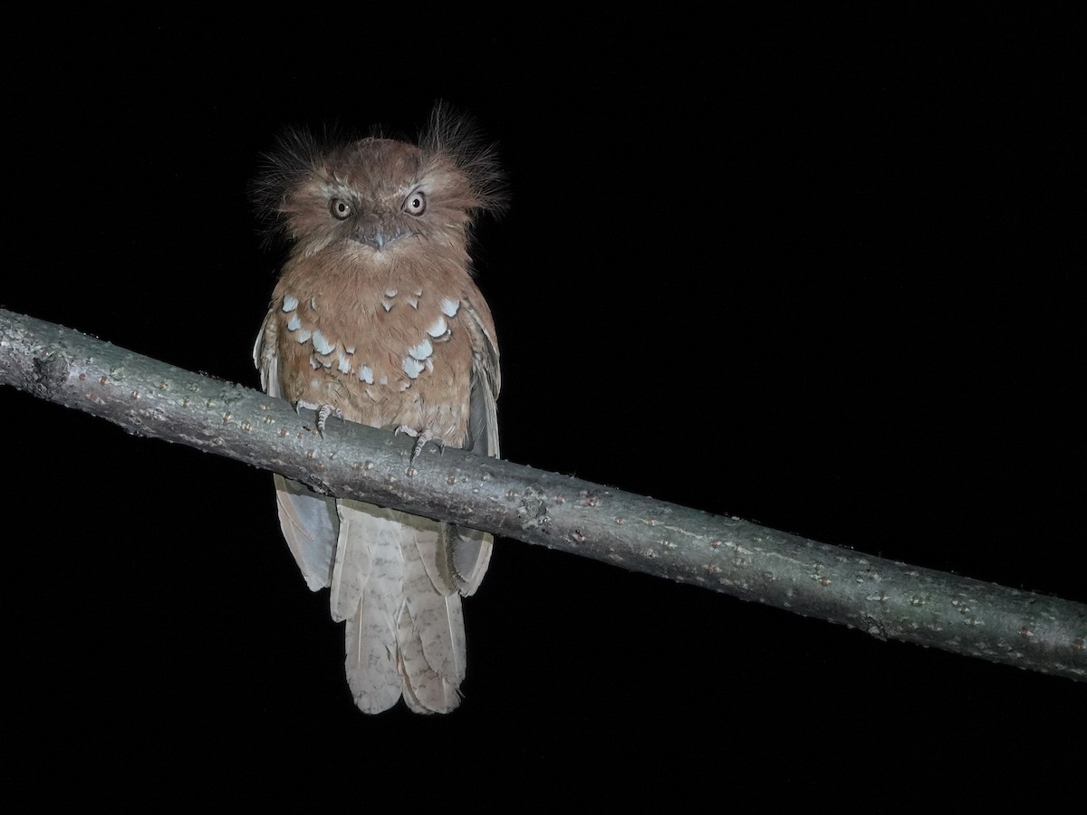 Hodgson's Frogmouth - ML637649138