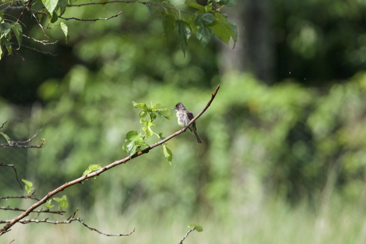 Cuban Pewee - ML637649151