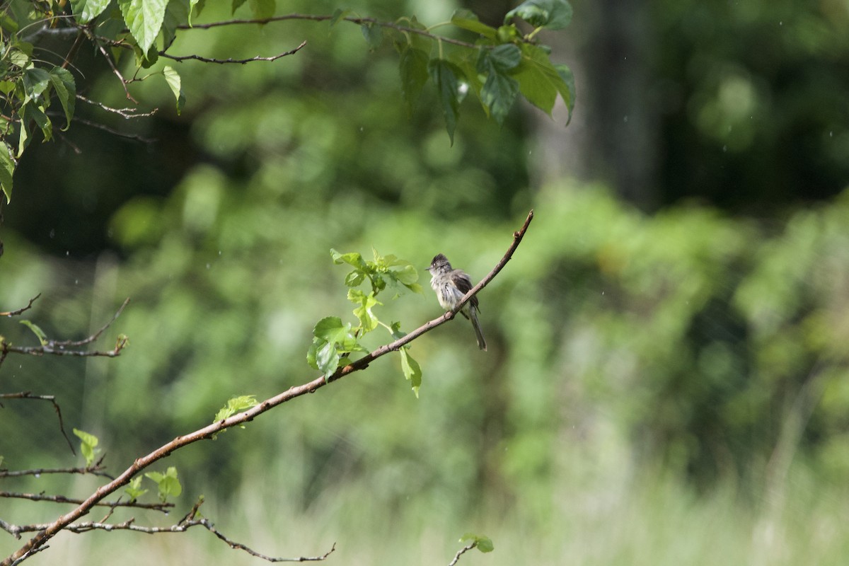 Cuban Pewee - ML637649152