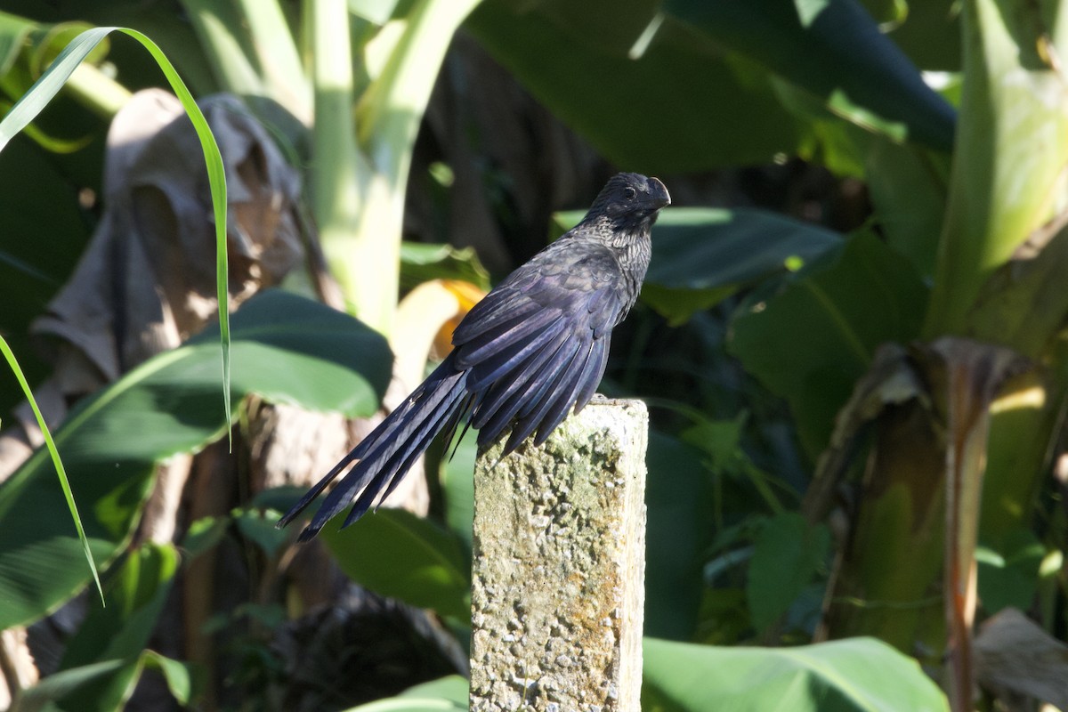 Smooth-billed Ani - ML637649180