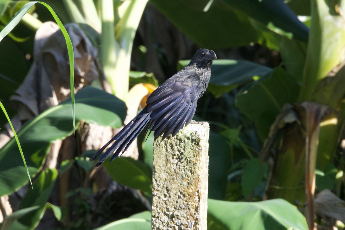 Smooth-billed Ani - ML637649181